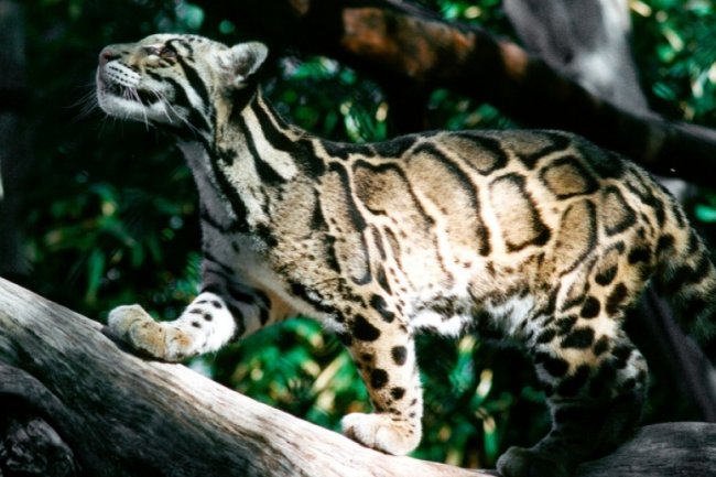 Peringatan Hari Macan Dahan Internasional, Berikut 3 Fakta Unik Satwa Ini