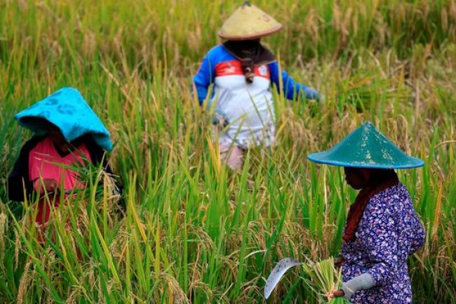 Mentan Klaim RI Punya Cadangan Beras 2,7 Juta Ton per September 2023