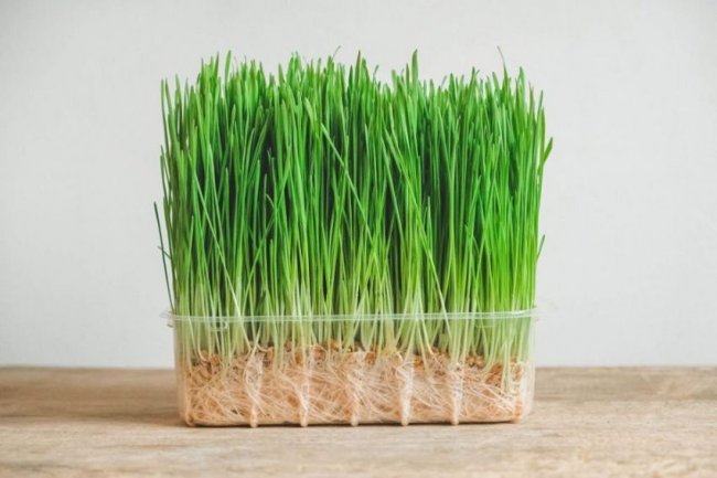 Makanan Ini Terbukti Bisa Membunuh Sel Kanker dalam 3 Hari