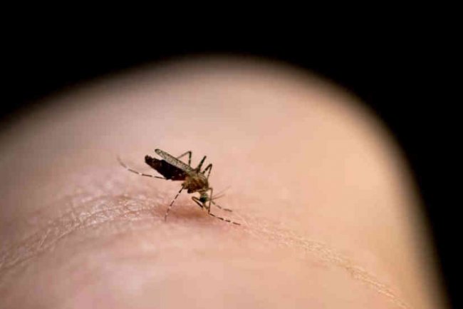 Ini Dia 5 Cara Mudah Mengusir Nyamuk Tanpa Obat Antinyamuk