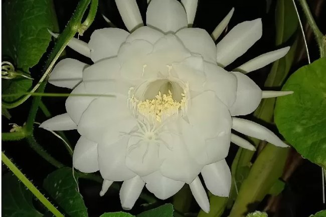 Keunikan dan Manfaat Bunga Wijayakusuma untuk Kesehatan