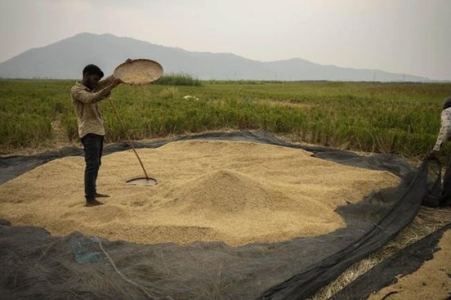 'Kiamat' Beras India Guncang Dunia, Makan Korban Tetangga RI