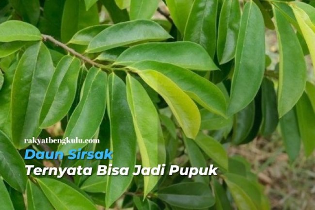 Wow! Daun Sirsak Ternyata Bermanfaat Sebagai Pupuk Organik, Begini Cara Membuatnya