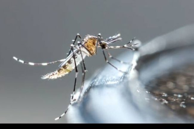 Ingin Rumah Bebas Nyamuk? Hilangkan dulu Jentiknya, Begini Cara Alami yang Bisa Dilakukan