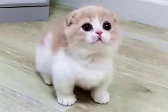 Hati-hati Jika Ingin Mengganti Makanan Kucing, Bisa Sebabkan Mencret, Simak Cara Pemberian yang Aman