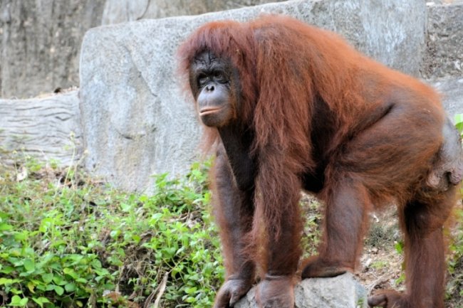 Diperingati sebagai Hari Orangutan Internasional, Berikut 3 Fakta Unik Satwa Satu Ini