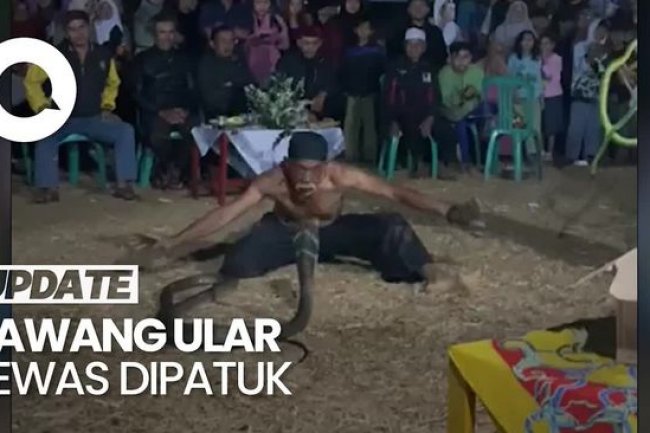 Nahas Nasib Pawang di Sumedang, Tewas Digigit Ular Sendiri Usai Atraksi