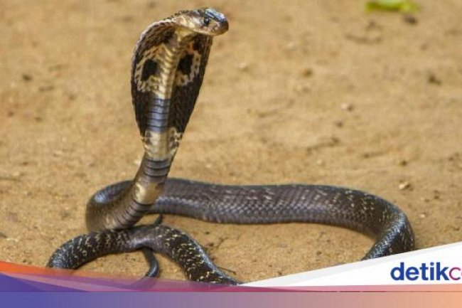 Tragis! Pawang Ular Tewas Dipatuk King Kobra Saat Atraksi