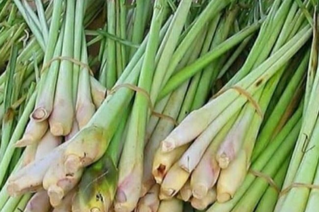 Menelisik Khasiat Batang Serai, Ampuh Usir Nyamuk hingga Turunkan Tekanan Darah