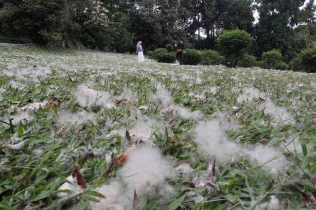Fenomena Hujan Salju Kapuk di Kebun Raya Bogor, Peristiwa Tahunan yang Sayang Dilewatkan