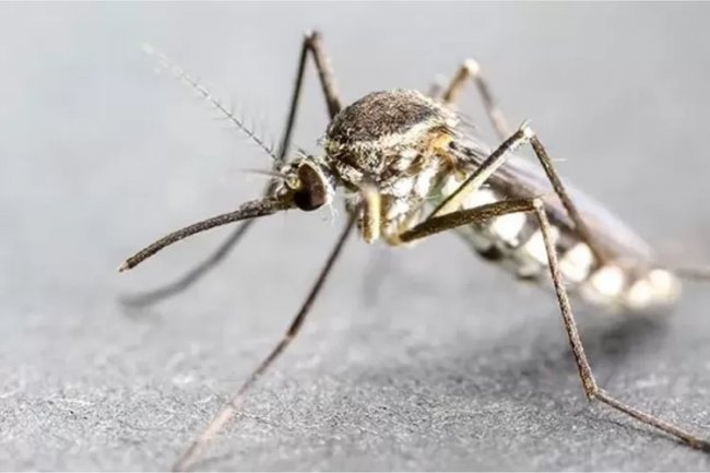 Waspada! Ternyata Anopheles Jenis Nyamuk Sebabkan Penyakit Malaria, WHO Ungkap Kematian Tertinggi