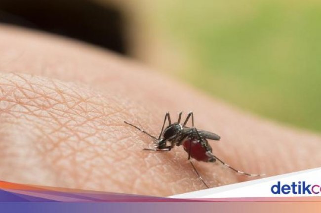 Kasus DBD di Badung Menurun, Dua Warga Meninggal