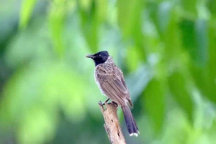 10 Manfaat Buah Tomat untuk Burung Kutilang, Sekaligus Cara Pemberian yang Benar