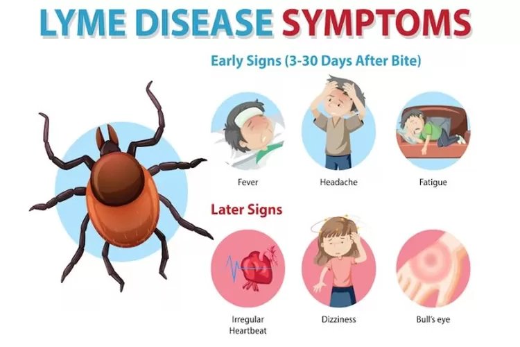 Apa Itu Lyme Disease? Mari Cari Penjelasan Lengkap dan Jelasnya di Sini