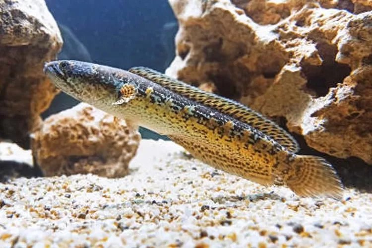 4 Pakan Alami Percepat Mutasi Warna Ikan Channa Maru dan Pertumbuhan, Salah Satunya Udang