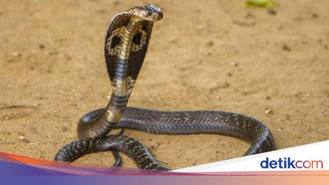 Tragis! Pawang Ular Tewas Dipatuk King Kobra Saat Atraksi