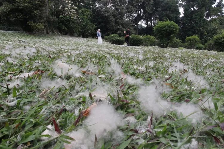 Fenomena Hujan Salju Kapuk di Kebun Raya Bogor, Peristiwa Tahunan yang Sayang Dilewatkan