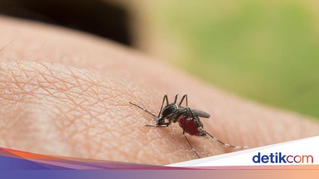 Kasus DBD di Badung Menurun, Dua Warga Meninggal