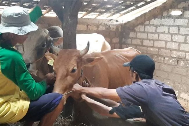 Upaya Pencegahan PMK, Dintanpan Rembang Jateng Ambil Sampel Darah Sapi-Sapi dan Pemberian Vitamin