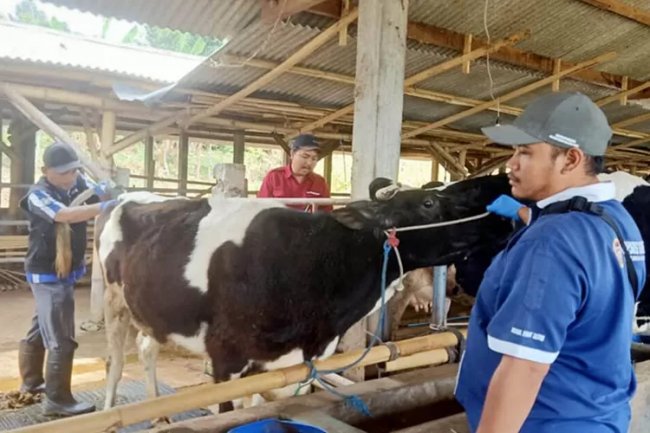 Ambil 1.026 Sampel Sapi Pasca Vaksin PMK