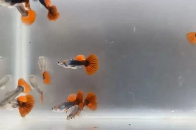 Manfaat Ikan Guppy Untuk Murai Batu, Salah Satunya Bisa Mencegah Katarak