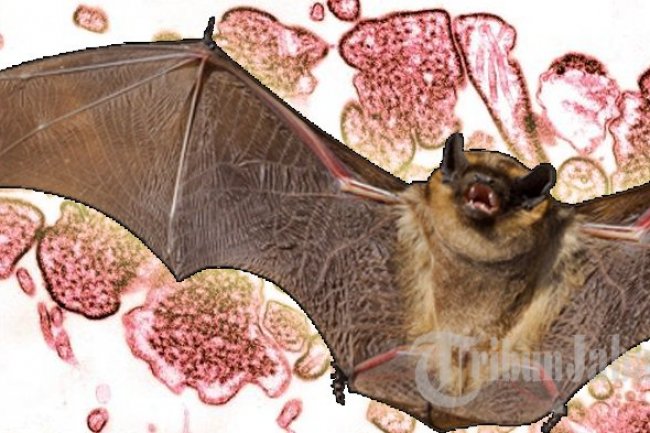 Virus Nipah Telan Korban Jiwa, Waspada Gejalanya Ketika Terinfeksi, dari Demam sampai Sesak Napas