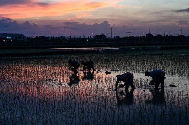 Swasembada Beras: India Curi Ilmu Soeharto, Kamboja Salip RI