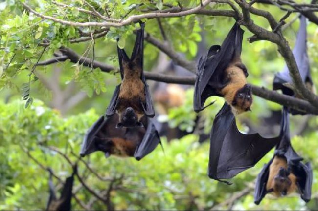 Ternyata Ini Asal Mula Virus Nipah yang Menewaskan 2 Warga India, Berikut Gejalanya!