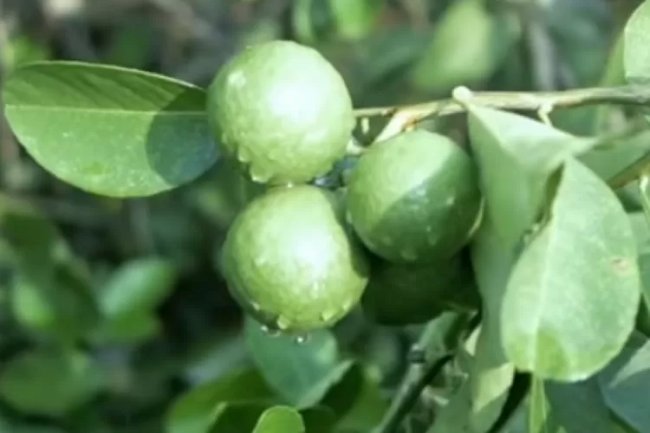 Tak Bisa Dikonsumsi Secara Langsung, Ternyata Jeruk Nipis Punya Banyak Manfaat Bagi Kesehatan Tubuh