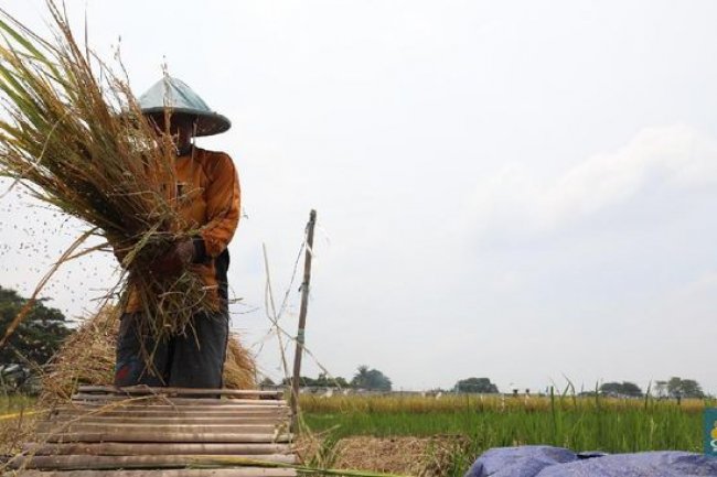 Petaka Beras di RI Berlanjut, Harga Gabah Petani Meledak 60%