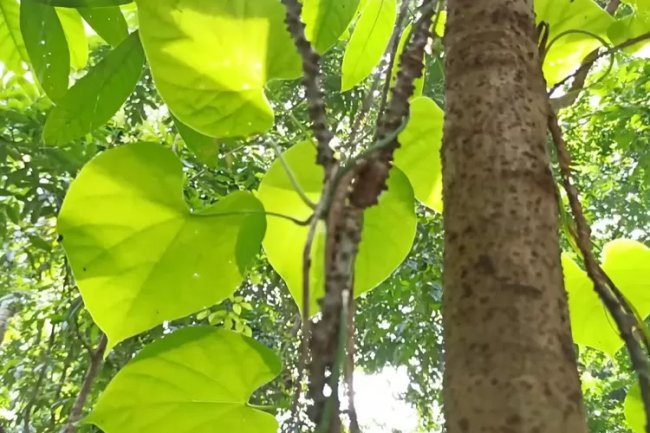 Pahit tapi Jadi Obat Berbagai Penyakit, Intip 5 Manfaat Brotowali untuk Kesehatan, Nomor 3 Nggak Nyangka Sih