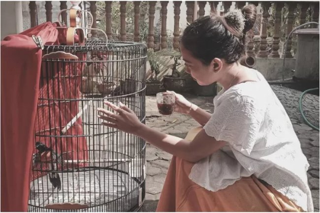 Waspada, Ini Tanda Murai Batu Terserang Penyakit Katarak, Cek Burung Kalian!