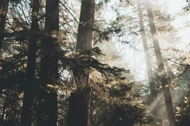 Nama Enzim yang Berperan Pada Peristiwa Terang dan Gelap  Ketika Reaksi Gelikosis