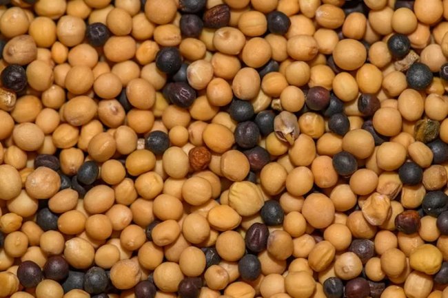 Konsumsi Tempe Bongkrek dapat Sebabkan Keracunan, Apakah Produk Fermentasi Kedelai Aman?