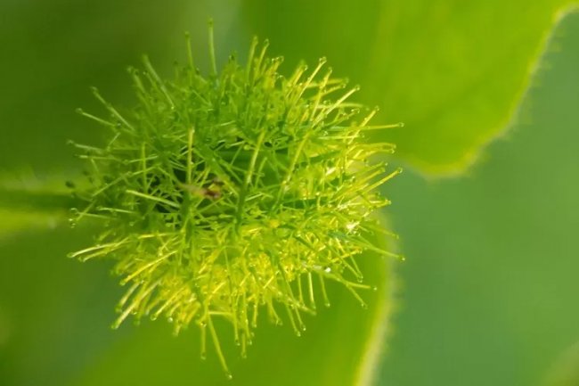 Tahu Buah Rambusa? Ini Dia 5 Manfaatnya untuk Kesehatan, Bisa Cegah Penyakit Anemia hingga Kanker