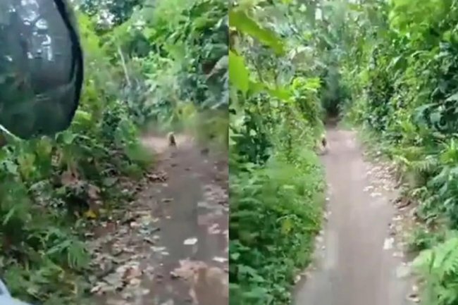 Sudah Tersesat Gara-Gara Google Maps, Pemotor Ini Juga Dikejar Anjing