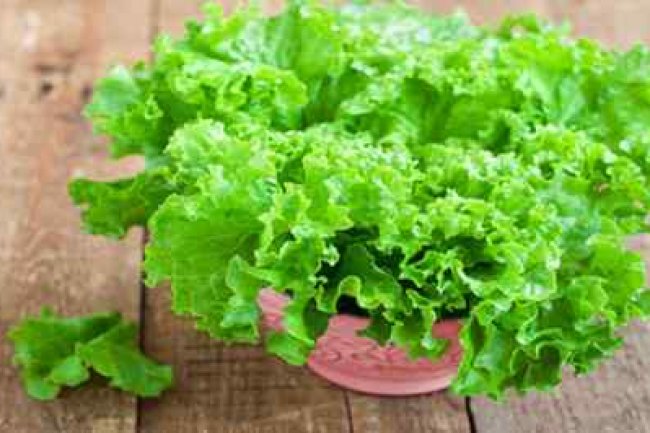 Ini Sederet Manfaat Daun Selada untuk Kesehatan!