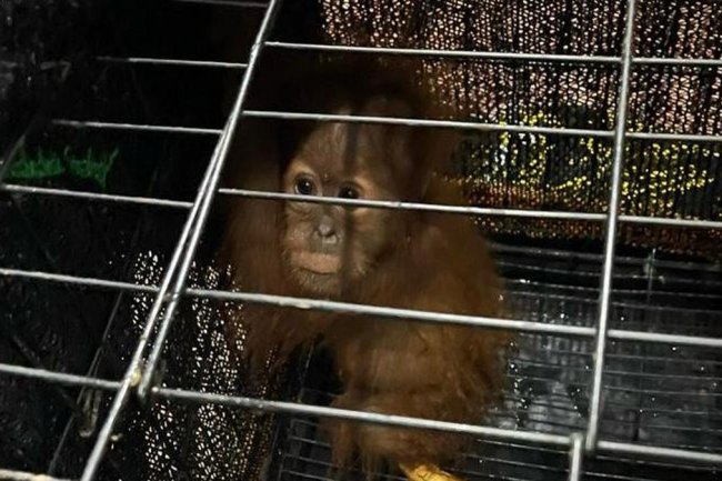Tampang Imut Orangutan Selamat dari Perdagangan Satwa Dilindungi Jaringan Internasional