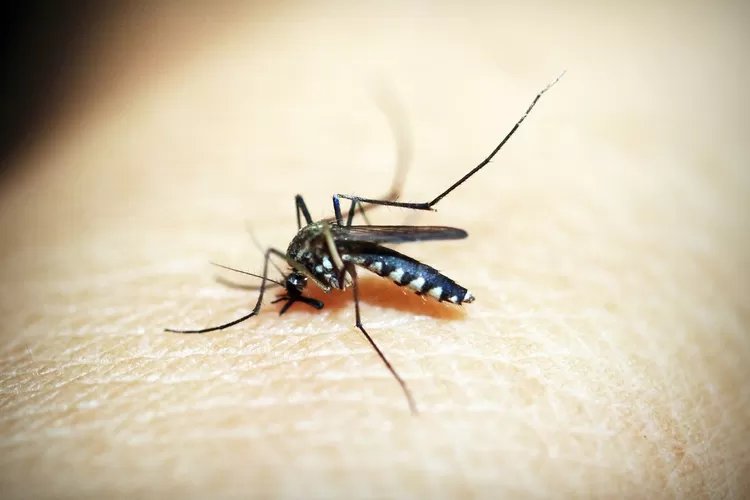 Dinkes Kota Salatiga Mengeluarkan Peringatan Waspada Malaria, Penting Mengetahui Gejala dan Pencegahannya