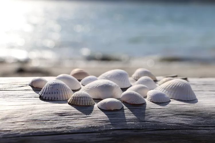 Pencinta Makanan Seafood? di Balik Kaya Akan Kalsium dan Protein, Kerang Bisa Beracun Kalau...