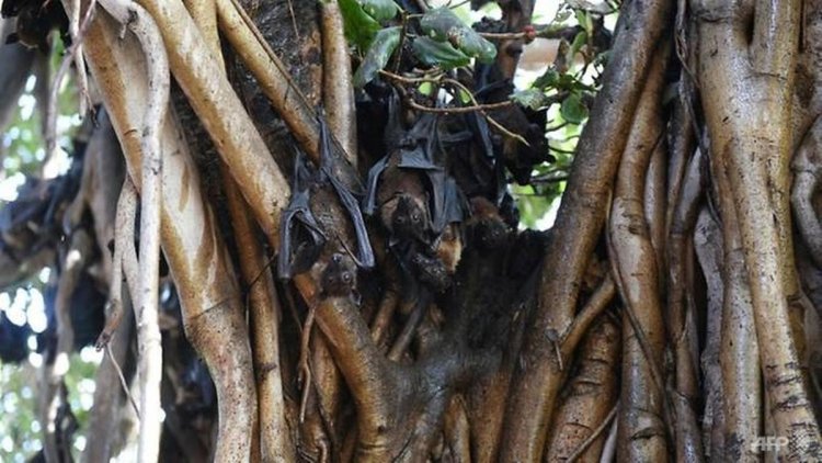 Kasus Virus Nipah di India Terkendali, Kondisi Pasien Anak dengan Ventilator Membaik