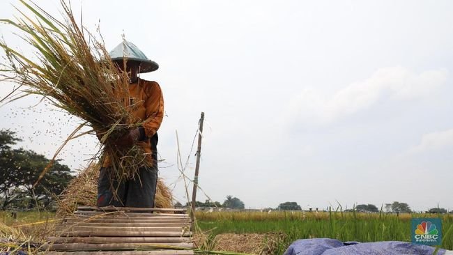 Petaka Beras di RI Berlanjut, Harga Gabah Petani Meledak 60%