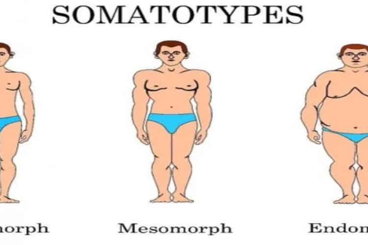 Catat! Tips Berharga untuk Tipe Tubuh Ectomorph dalam Menjalankan Program Diet yang Baik