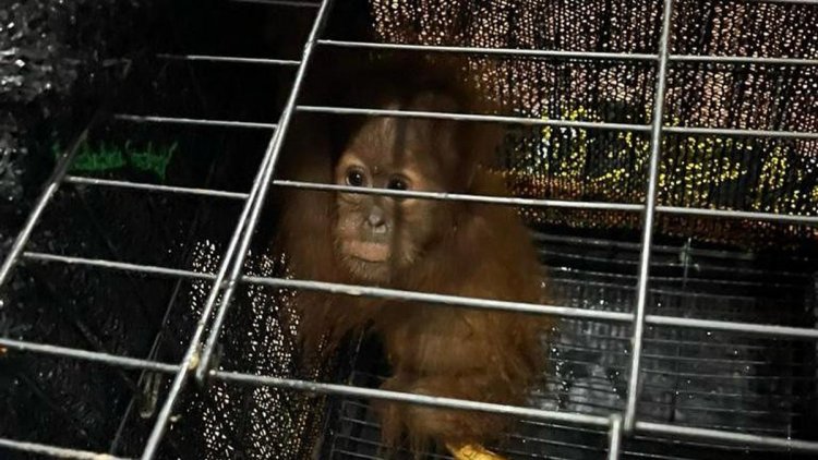 Tampang Imut Orangutan Selamat dari Perdagangan Satwa Dilindungi Jaringan Internasional