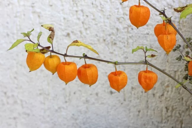 Kenali Ciplukan, Buah dengan Banyak Manfaat Kesehatan, Bisa Sembuhkan Batu Ginjal? Begini Caranya...