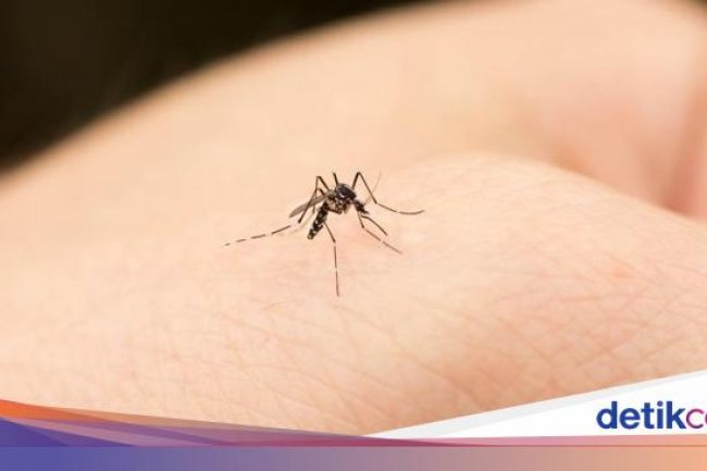 Demam Berdarah Lagi Parah, Begini Cara Berantas Sarang Nyamuk di Rumah