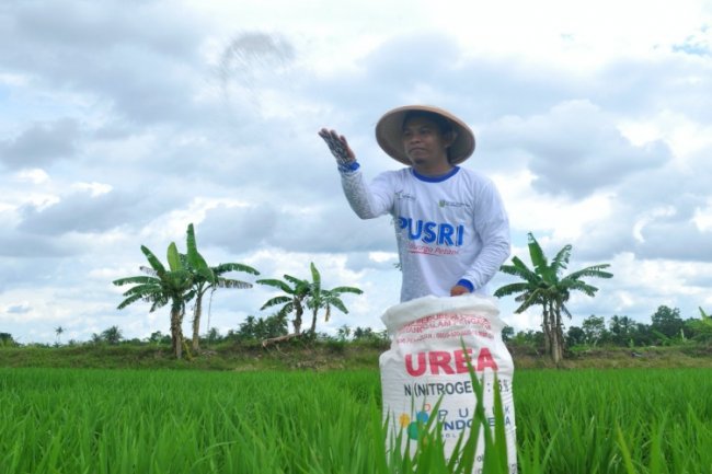 Beli Beras Kini Dibatasi, Sebuah Ironi di Negeri Lumbung Padi