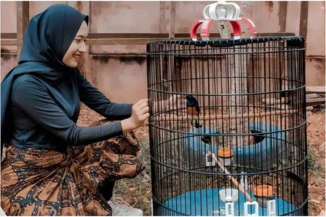 3 Penyebab Murai Batu Cabut Bulu Menurut KAF BirdFarm : Jika Tidak Segera Diatasi, Bisa Brondol