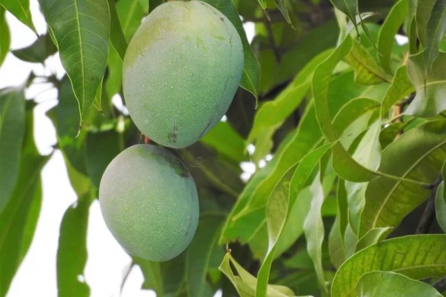 Mengurangi Kadar Asam Urat dengan Daun Mangga
