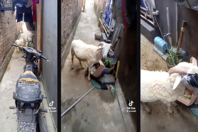 Mau Antar Paket, Kurir Nahas Ini Nyaris Diseruduk Domba